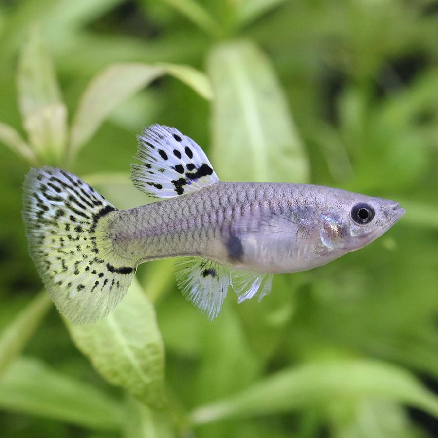 （熱帯魚）コブラグッピー　ミックス（外国産）（１ペア）　北海道・九州航空便要保温｜chanet｜03