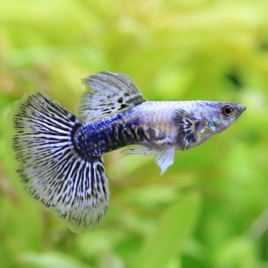 熱帯魚）ブルードラゴン グッピー（ベトナム産）（1ペア