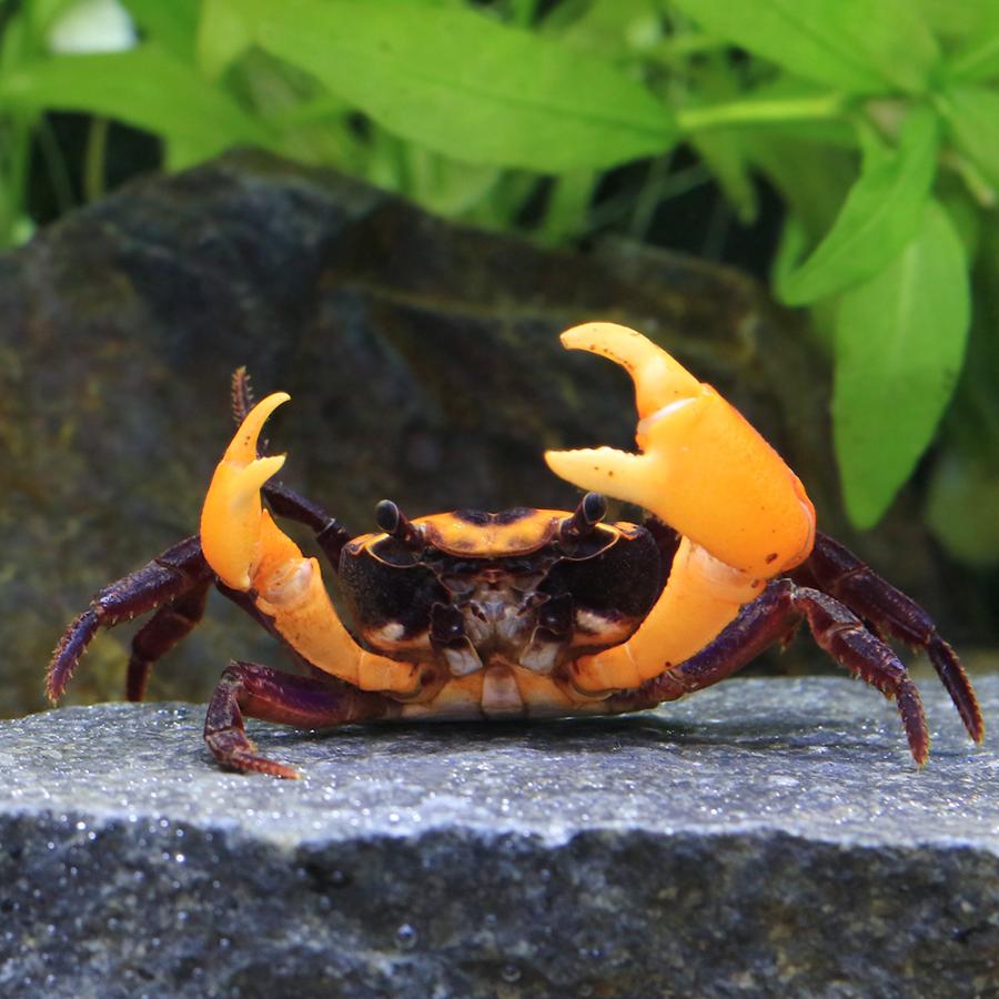 チャーム（charm） （エビ・カニ）ナルトクラブ（1匹） 北海道・九州