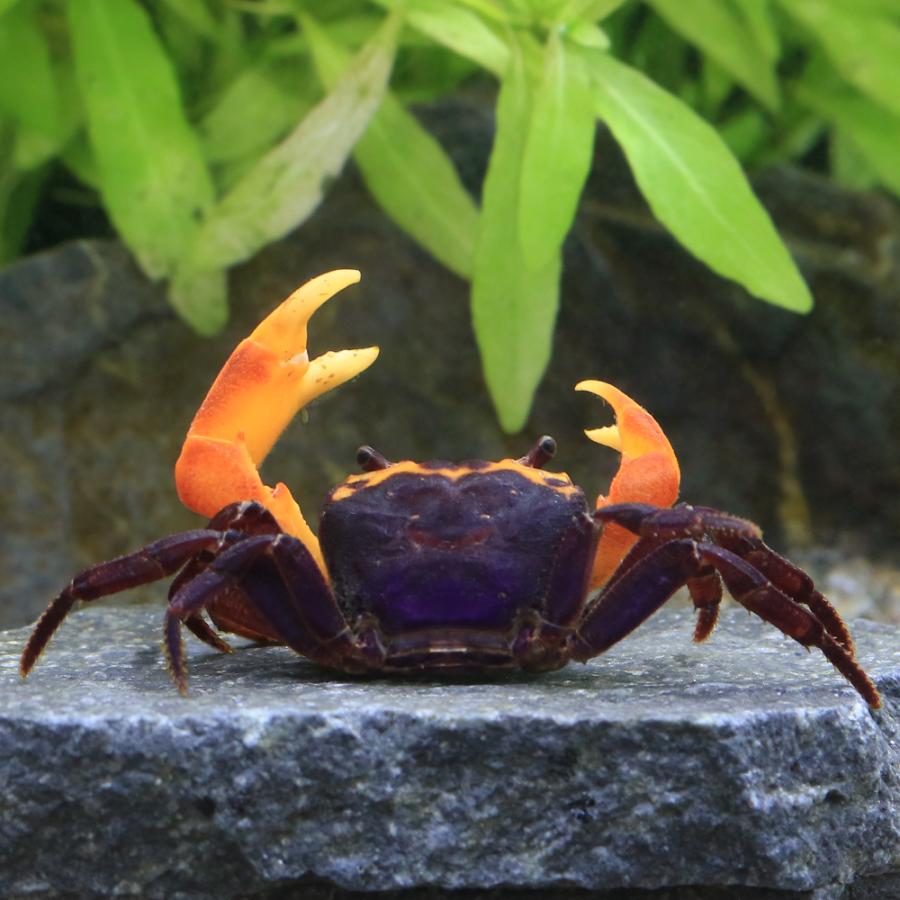 チャーム（charm） （エビ・カニ）ナルトクラブ（1匹） 北海道・九州