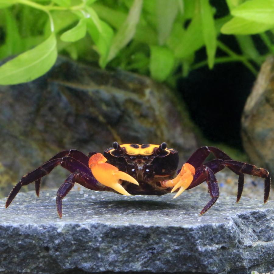 チャーム（charm） （エビ・カニ）ナルトクラブ（1匹） 北海道・九州