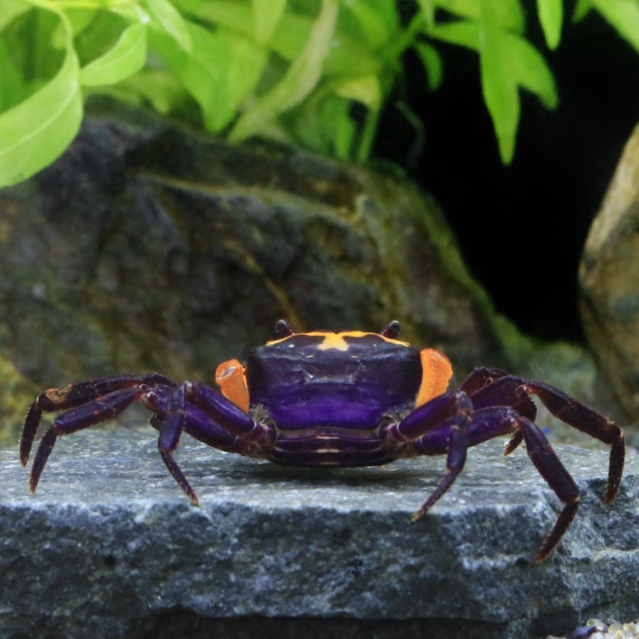 チャーム（charm） （エビ・カニ）ナルトクラブ（1匹） 北海道・九州