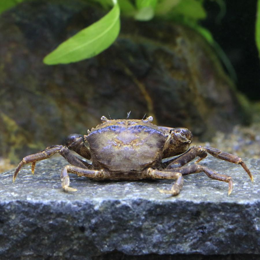 チャーム（ペット） （エビ・カニ）ドワーフサワガニ（1匹） 北海道
