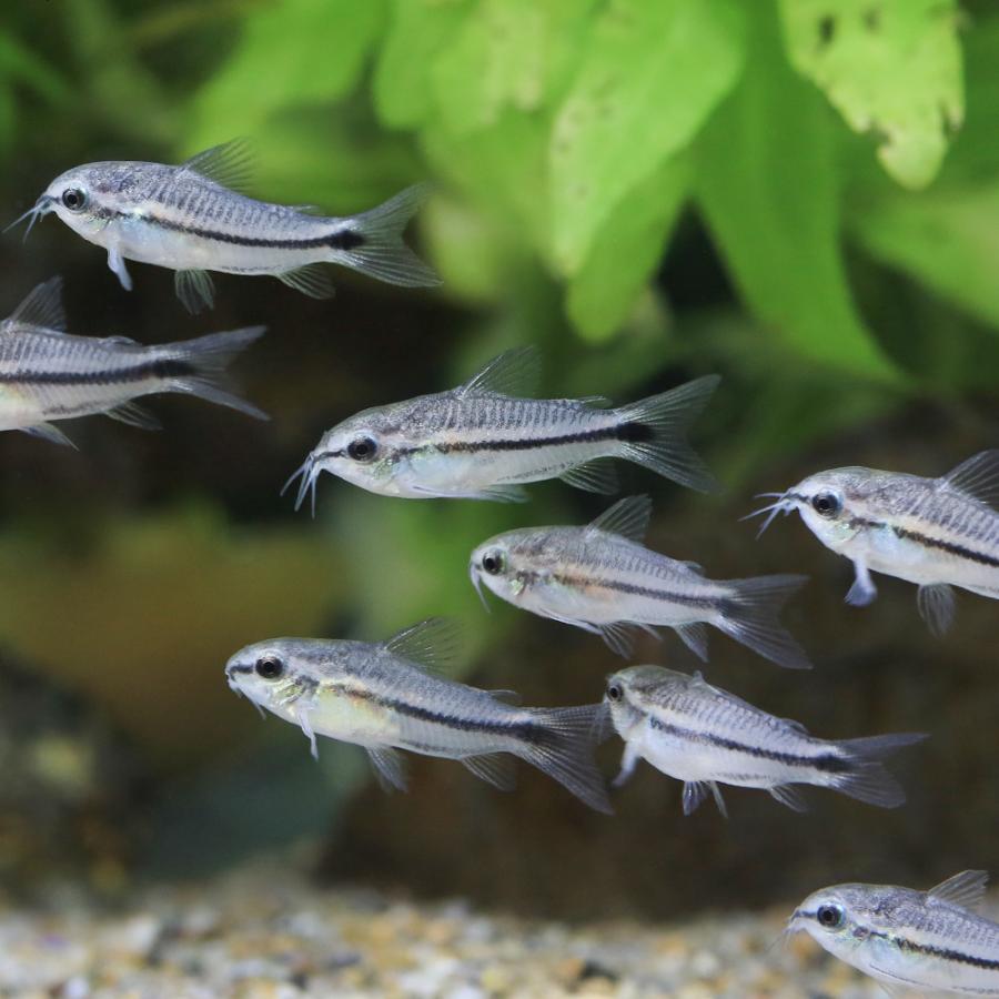 （熱帯魚）コリドラス・ピグミー（ブリード）（４匹）　北海道・九州航空便要保温（Yahoo!・チャーム charm ヤフー店）