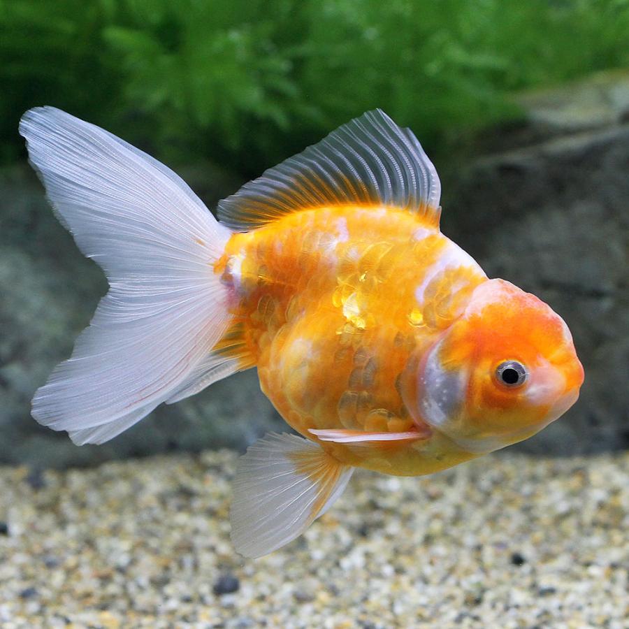 金魚）一点物 桜龍 SAMURAI FARM産 約15cm（1匹