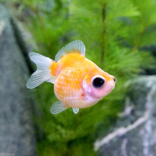国産金魚）出目ピンポンパール（1匹） : チャーム charm ヤフー店