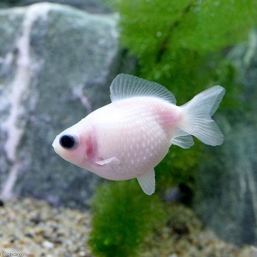 国産金魚）出目ピンポンパール（1匹） : チャーム charm ヤフー店