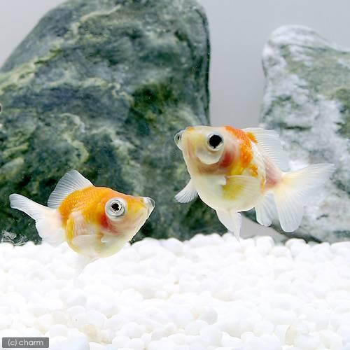 国産金魚）出目ピンポンパール（1匹） : チャーム charm ヤフー店