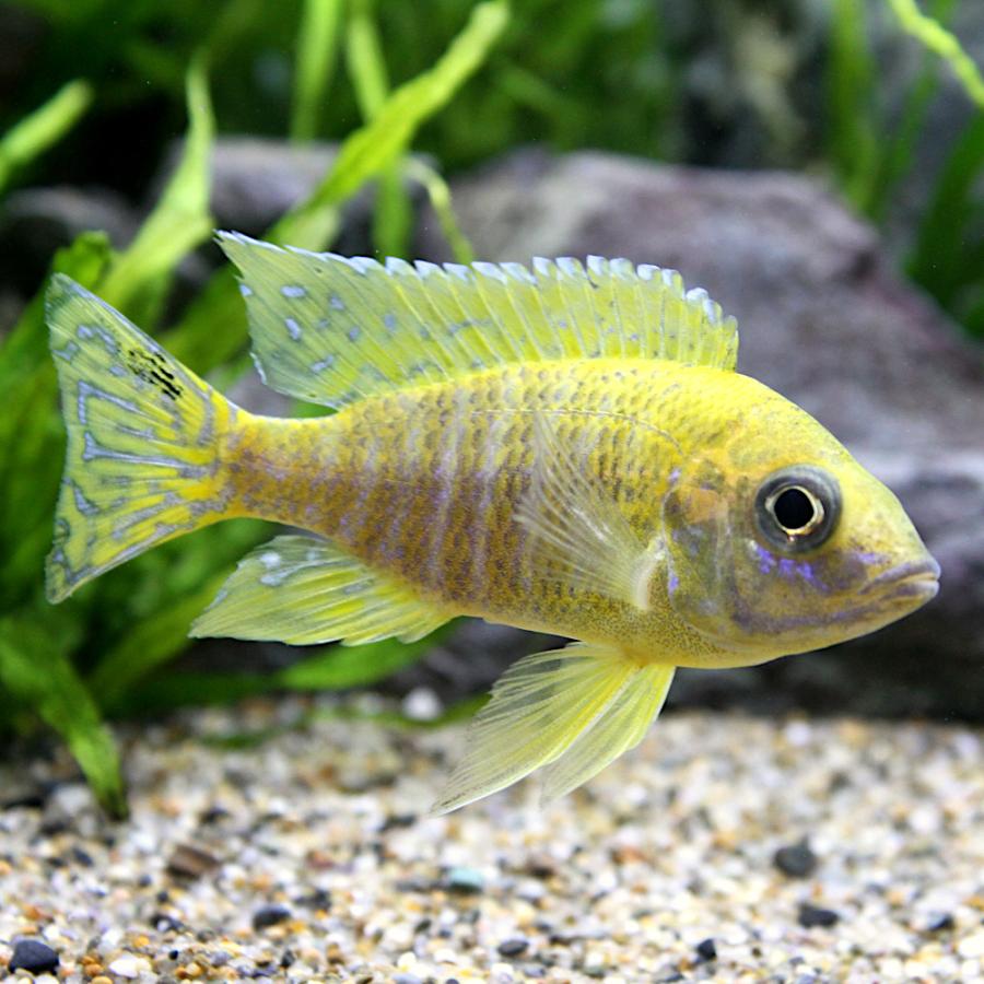 Aulonocara stuartgranti Chilumba 熱帯魚　アフリカンシクリッド  アウロノカラスチュアートグランデ　ドイツ産　8-9㎝　40%off 売り切り　写真個体販売 チャーム（charm） （熱帯魚）アウロノカラ スチュワートグランディ