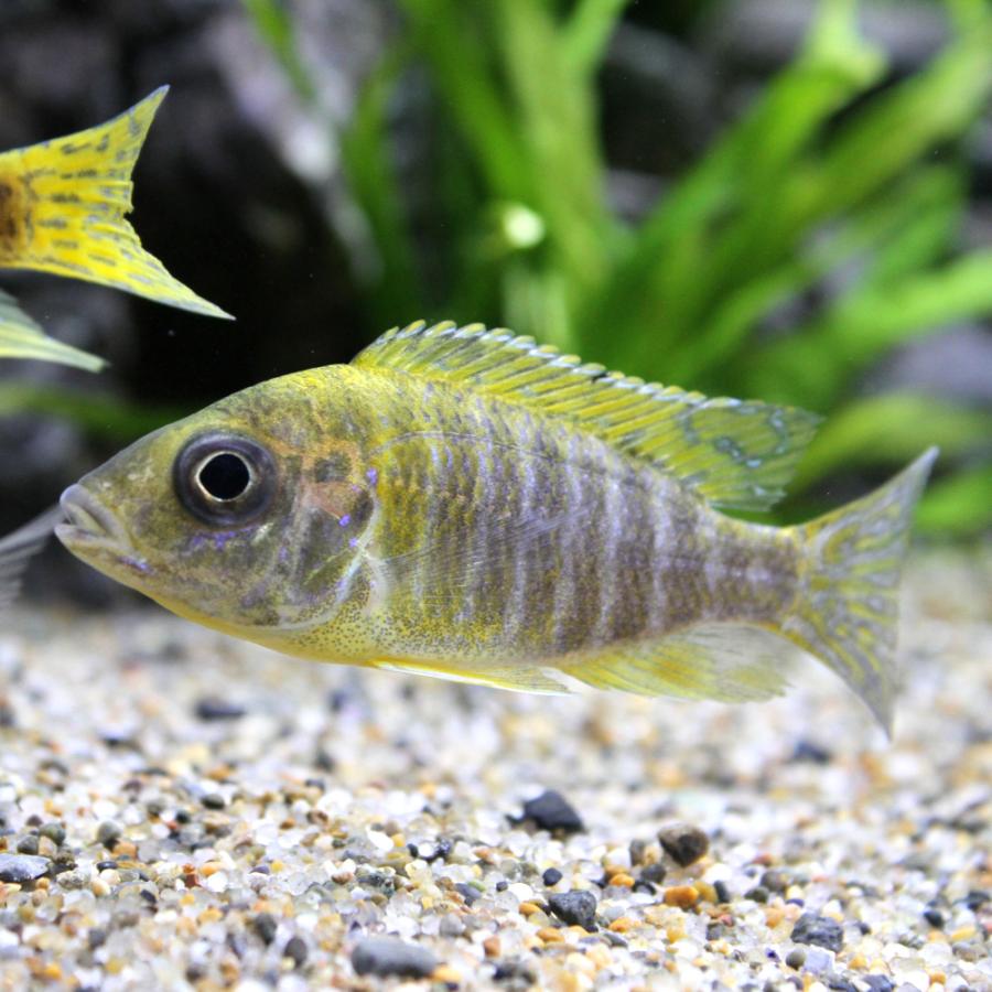 チャーム（charm） （熱帯魚）アウロノカラ スチュワートグランディ 