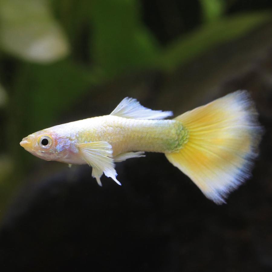 (早く勝ち）国産熱帯魚フルゴールドグッピー一ペア 早く勝ち）国産熱帯魚フルゴールドグッピー一ペア