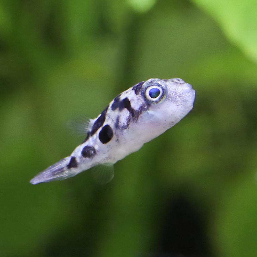 熱帯魚）アベニーパファー（ブリード）（3匹） 北海道・九州航空便要