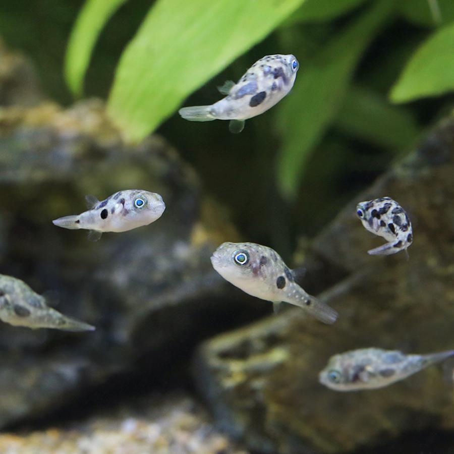 熱帯魚）アベニーパファー（ブリード）（3匹） 北海道・九州航空便要