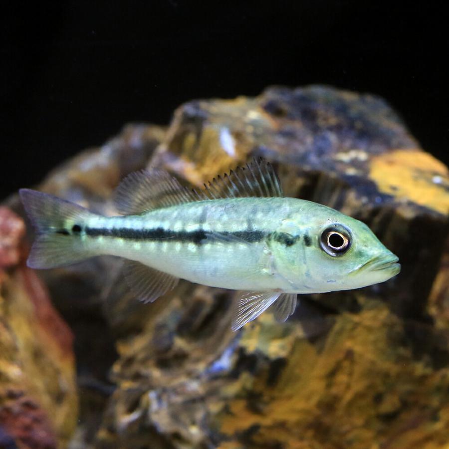 キクラフォーゴ【証明書付き】、キクラの王様、大型魚 熱帯魚）キクラ・フォーゴ（ブリード）（1匹） 北海道・九州航空便要
