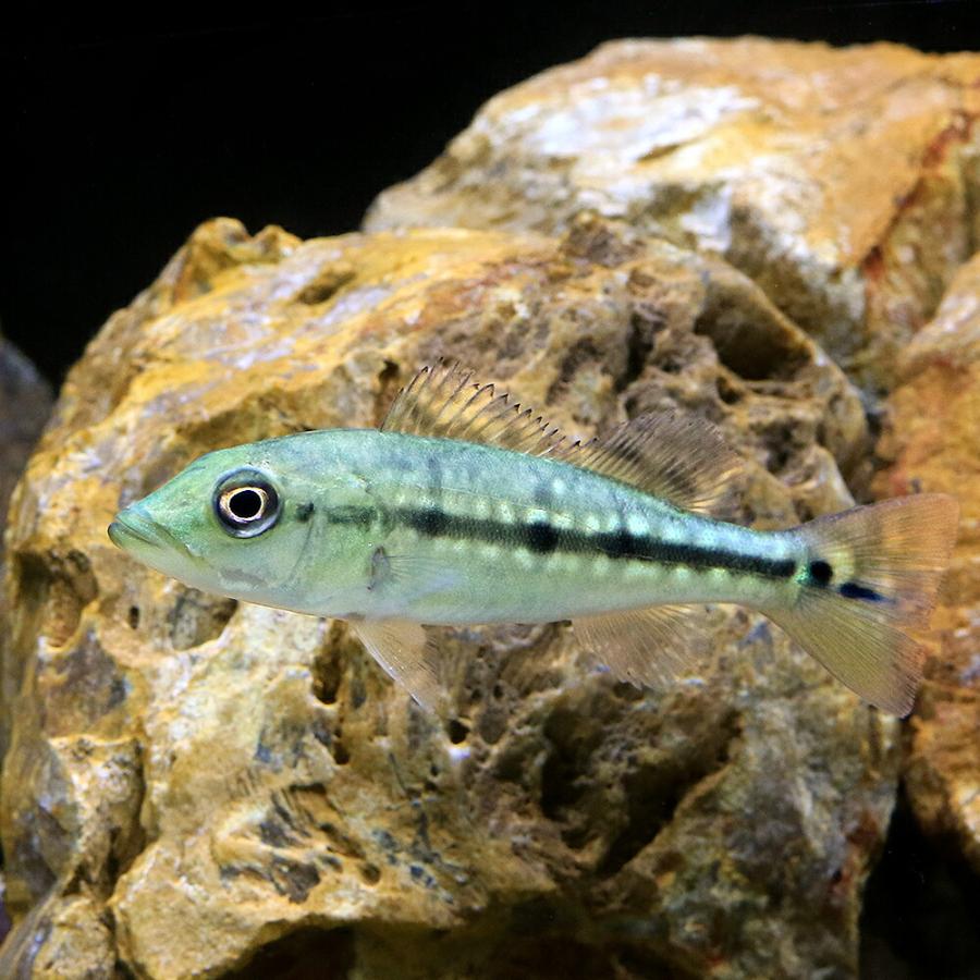 キクラフォーゴ【証明書付き】、キクラの王様、大型魚 その他大型魚 | Wraith