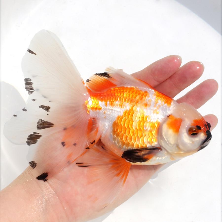 金魚）一点物 更紗オランダ獅子頭 ローズテール 16cm±（中国産