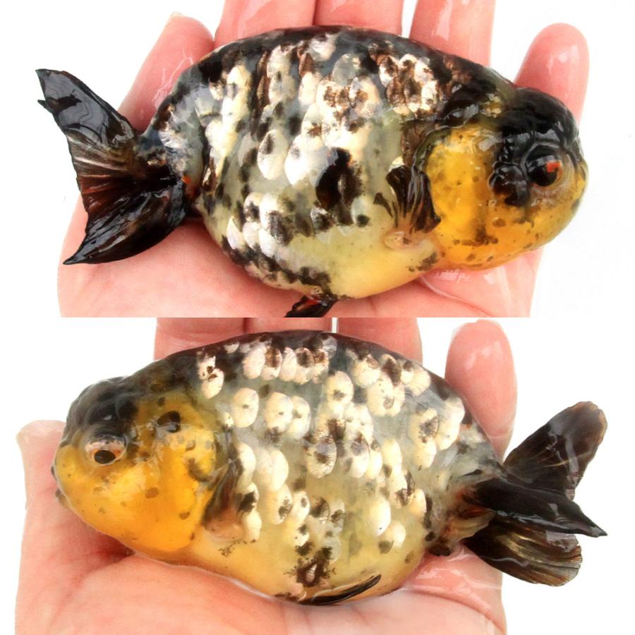 金魚）一点物 白黒らんちゅう 14cm±（中国産）（1匹）北海道航空