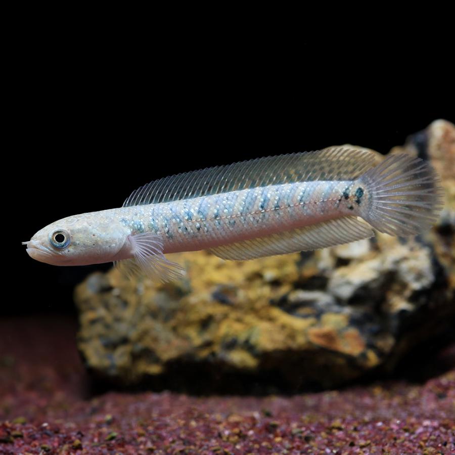 レッドギャラクシーコウタイ約16cm 熱帯魚）コウタイ レッドギャラクシー（1匹） 北海道・九州航空便要