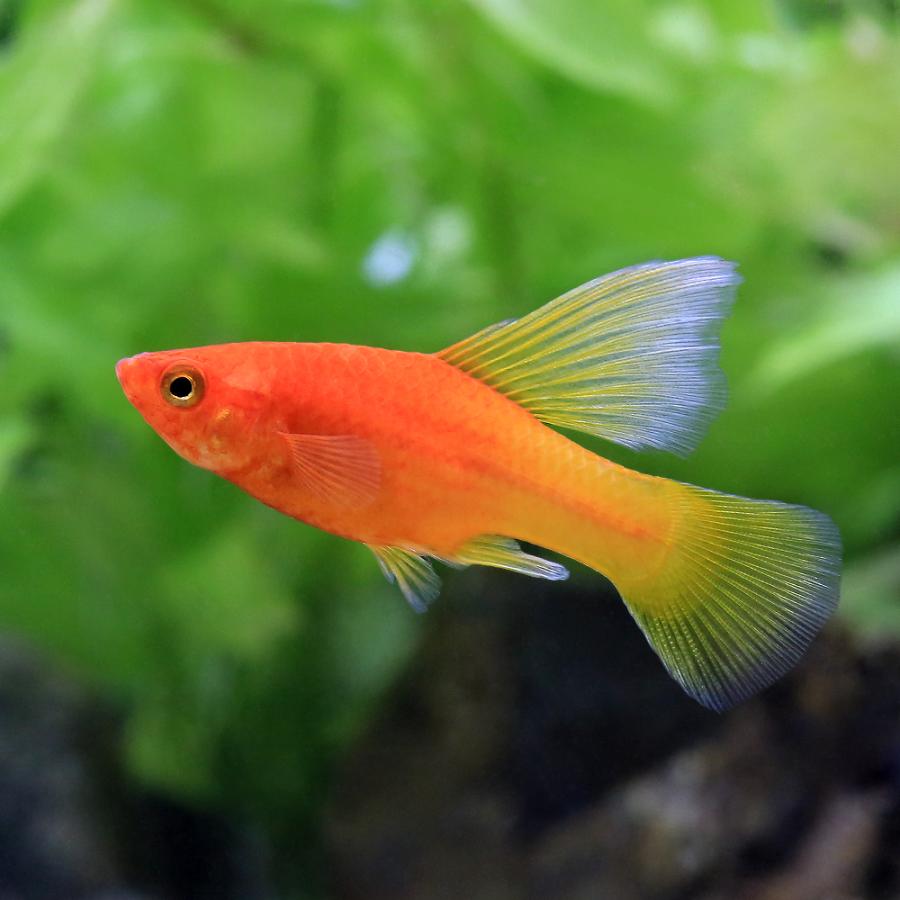 入荷未定）（熱帯魚）スーパーハイフィンサンライズ・プラティ（1ペア