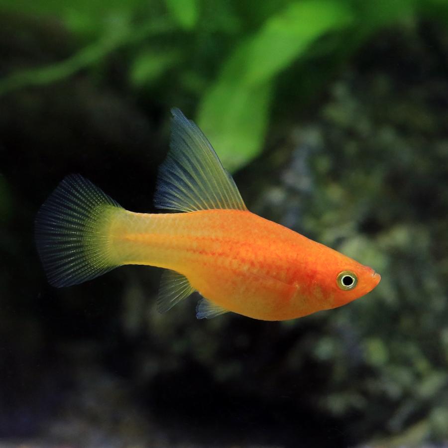 入荷未定）（熱帯魚）スーパーハイフィンサンライズ・プラティ（1ペア