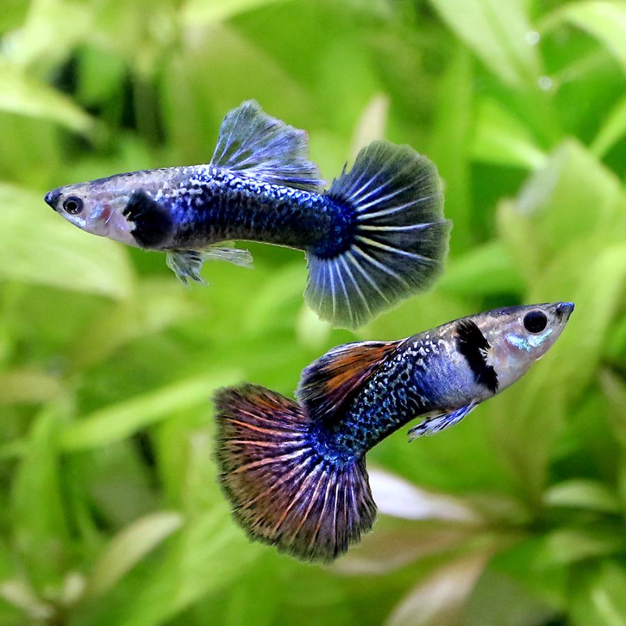 熱帯魚）ドラゴン グッピー ミックス（外国産）（1ペア） 北海道