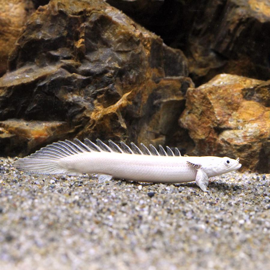 熱帯魚）一点物 ポリプテルス・エンドリケリー・エンドリケリー 
