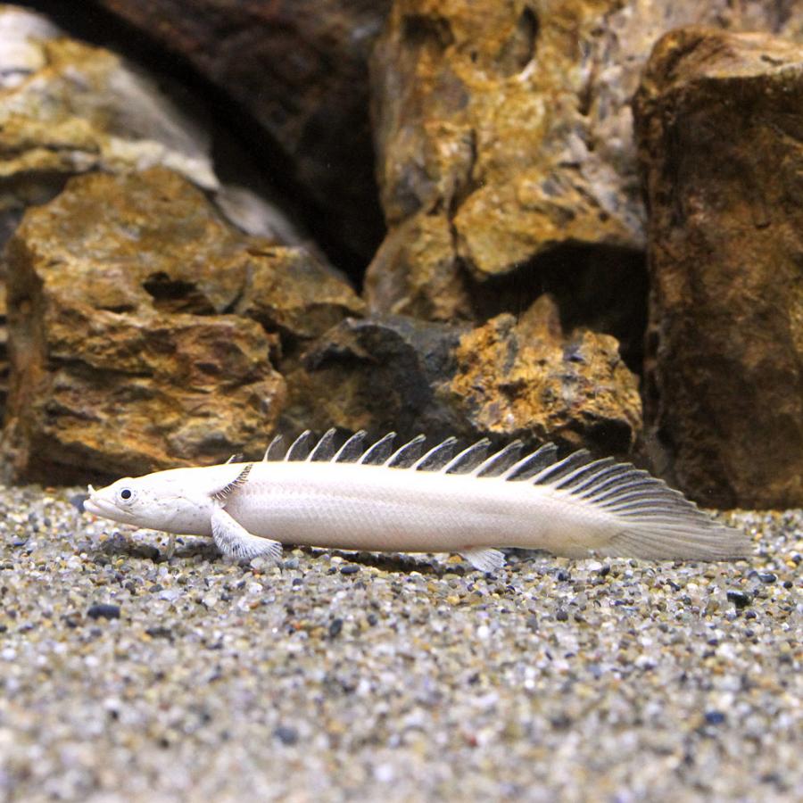 プラチナ ビキールビキール 28cm エンドリケリー ポリプテルス