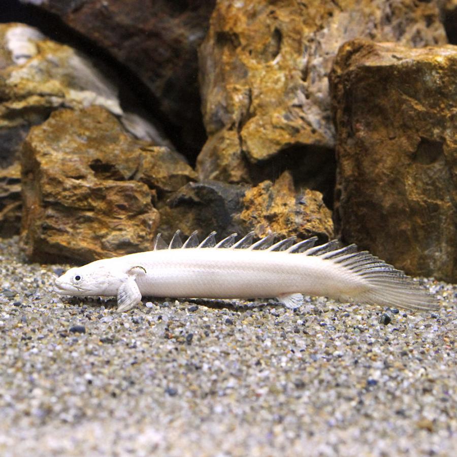 ポリプテルス プラチナ エンドリーケリー 古代魚
