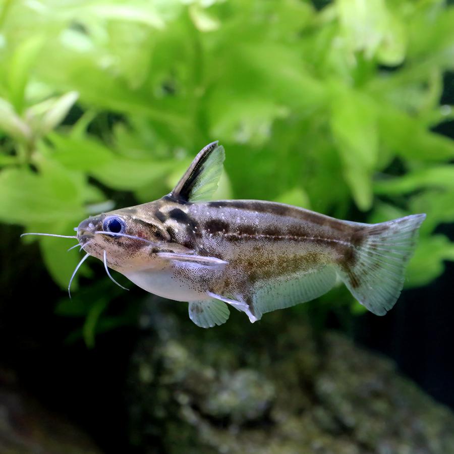 入荷未定）（熱帯魚）スポッテッドブルドック タティア（1匹） 北海道