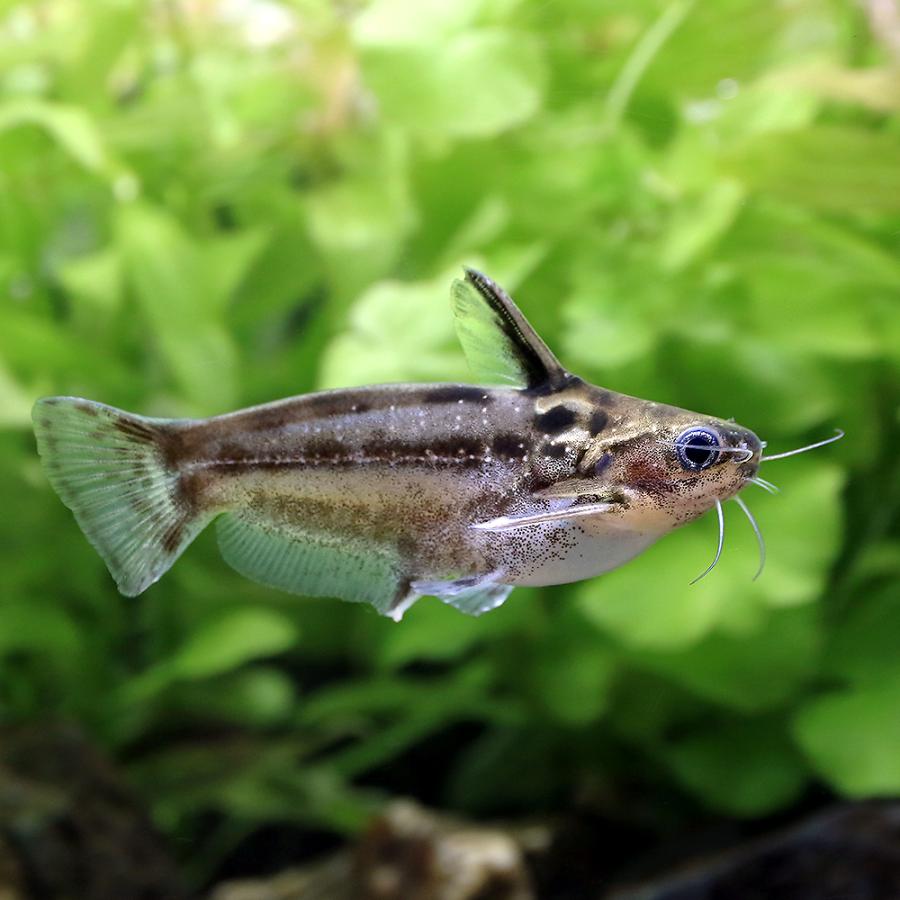 入荷未定）（熱帯魚）スポッテッドブルドック タティア（1匹） 北海道