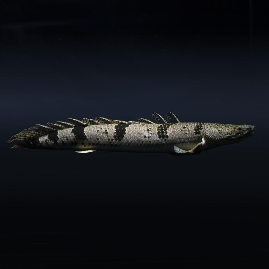 ポリプテルス 7匹オマケ1匹 古代魚 【公式通販】