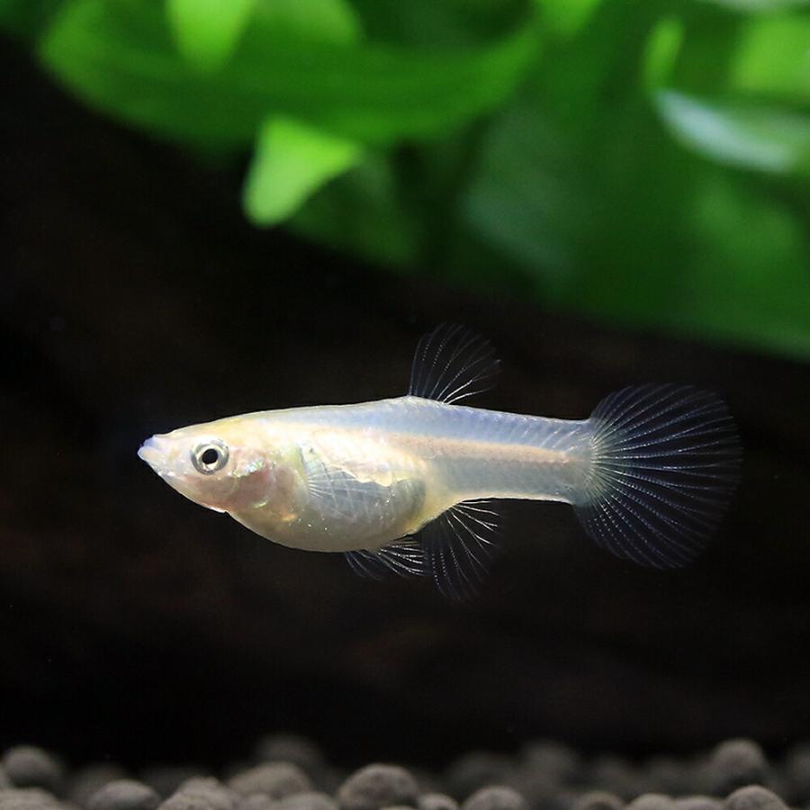 熱帯魚）国産ミックスエンドラーズグッピー（国産グッピー）（1ペア