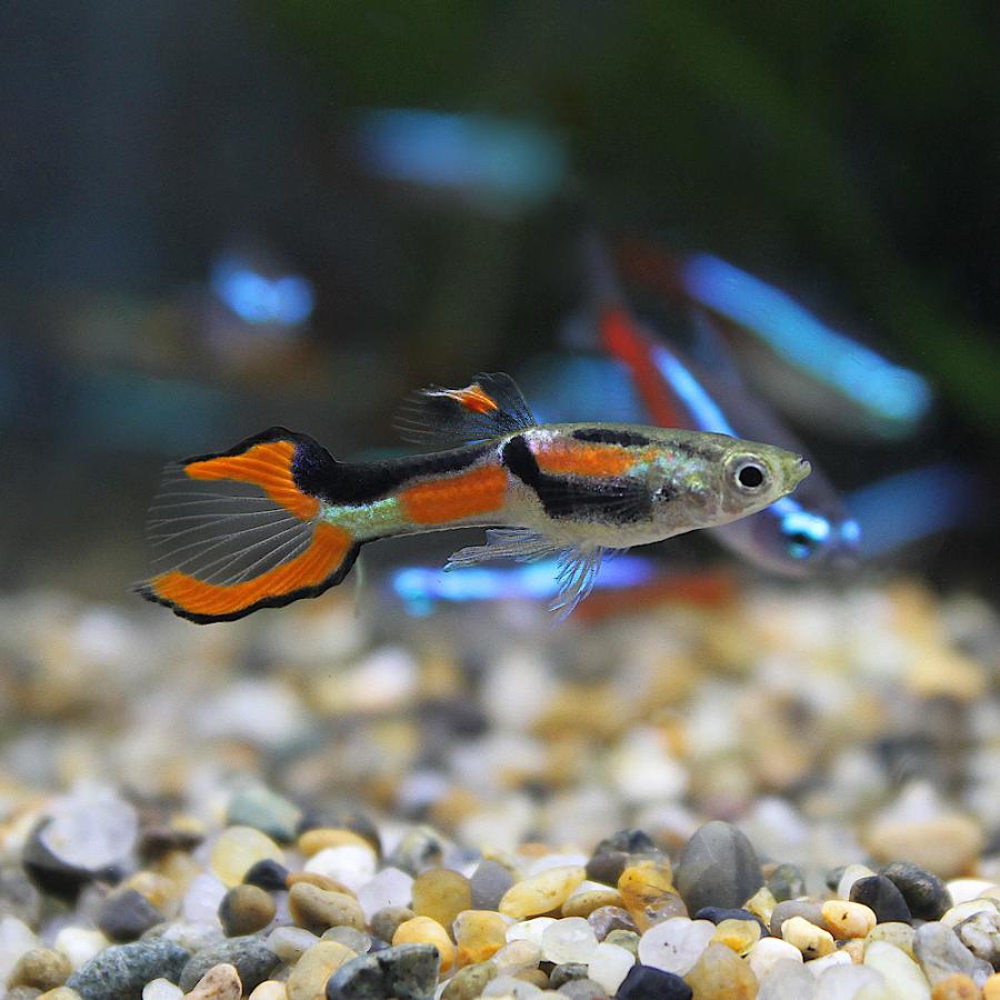 熱帯魚）エンドラーズ・ライブベアラー レッドラインタイプ（国産