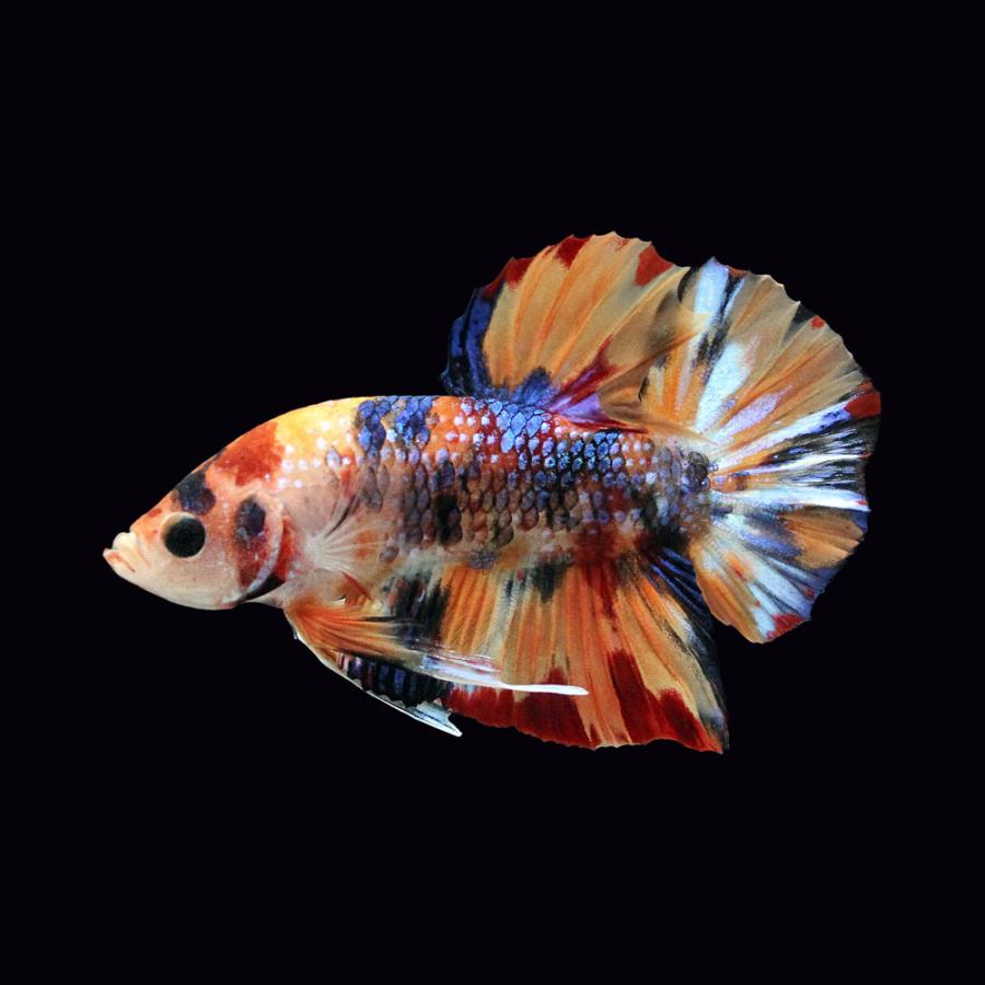【AQUA COUTURE】タイ厳選ベタ　鯉ベタ　ハーフムーン Amazon | （熱帯魚）鯉ベタ・ハーフムーンプラカット コイカラー オス