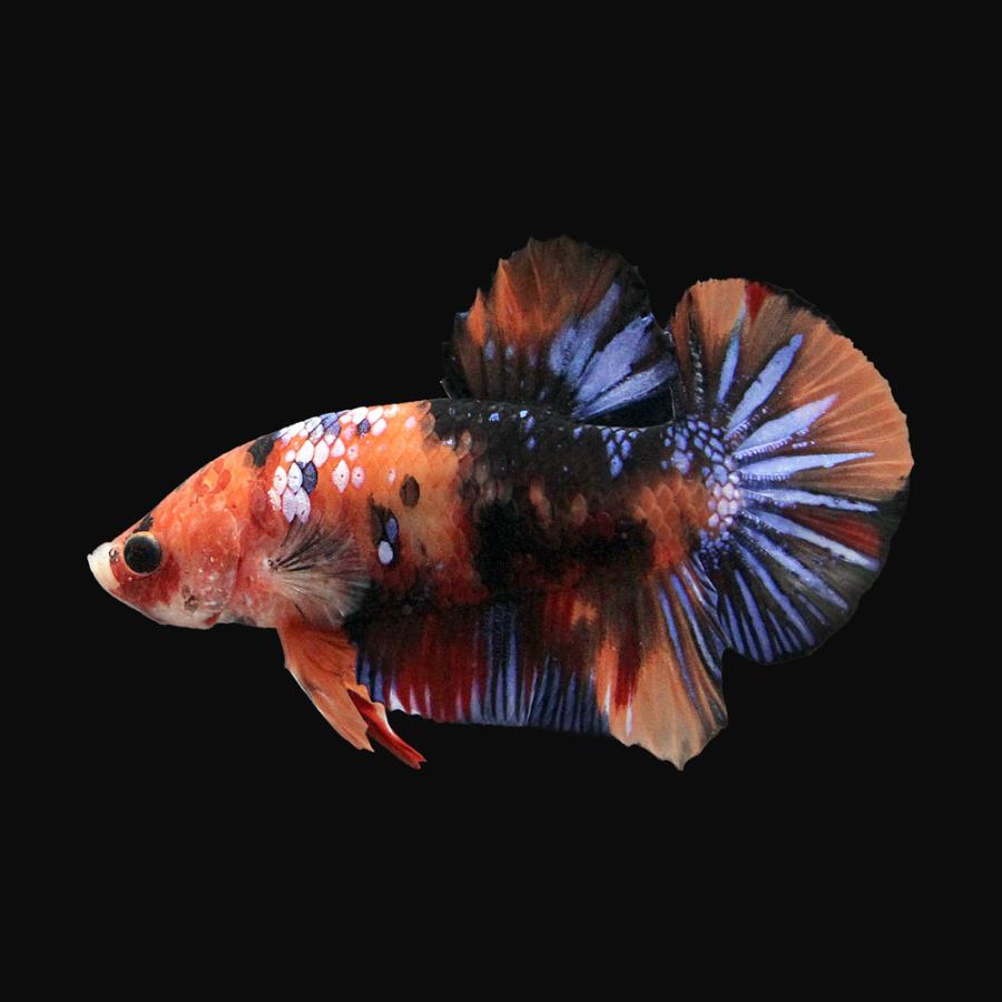 熱帯魚）一点物 鯉ベタ ハーフムーンプラカット コイカラー ニモ