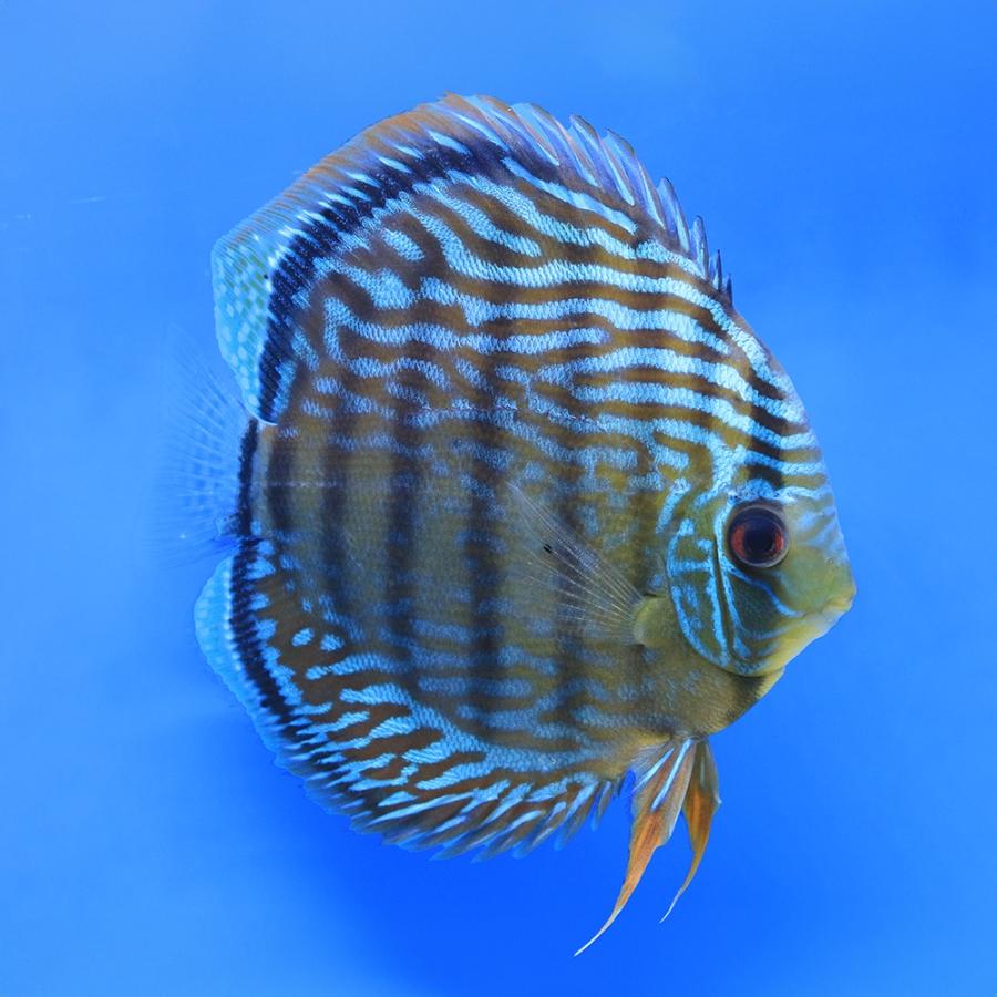 熱帯魚）一点物 ブルー・ディスカス トロンベタス産 赤目 Lサイズ 