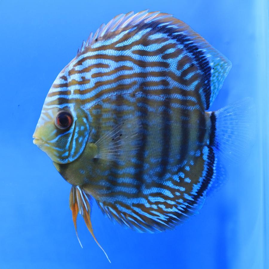 （熱帯魚）一点物 ブルー・ディスカス トロンベタス産 赤目 Lサイズ（ワイルド）（１匹） 北海道・九州航空便要保温の画像