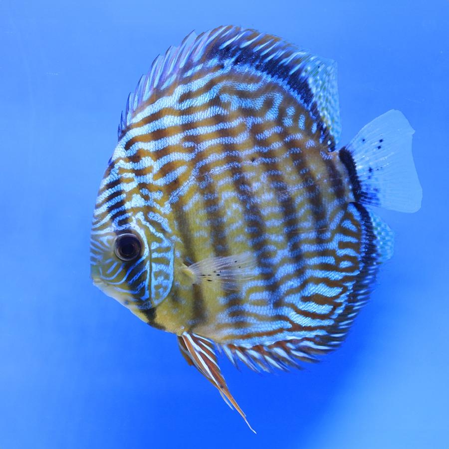 （熱帯魚）一点物 ブルー・ディスカス トロンベタス産 金目 Lサイズ（ワイルド）（１匹） 北海道・九州航空便要保温の画像
