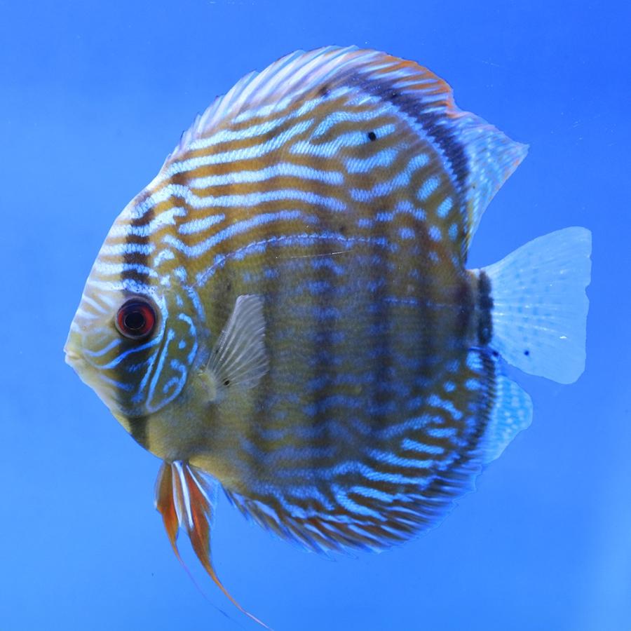 熱帯魚）一点物 ブルー・ディスカス トロンベタス産 赤目 Lサイズ