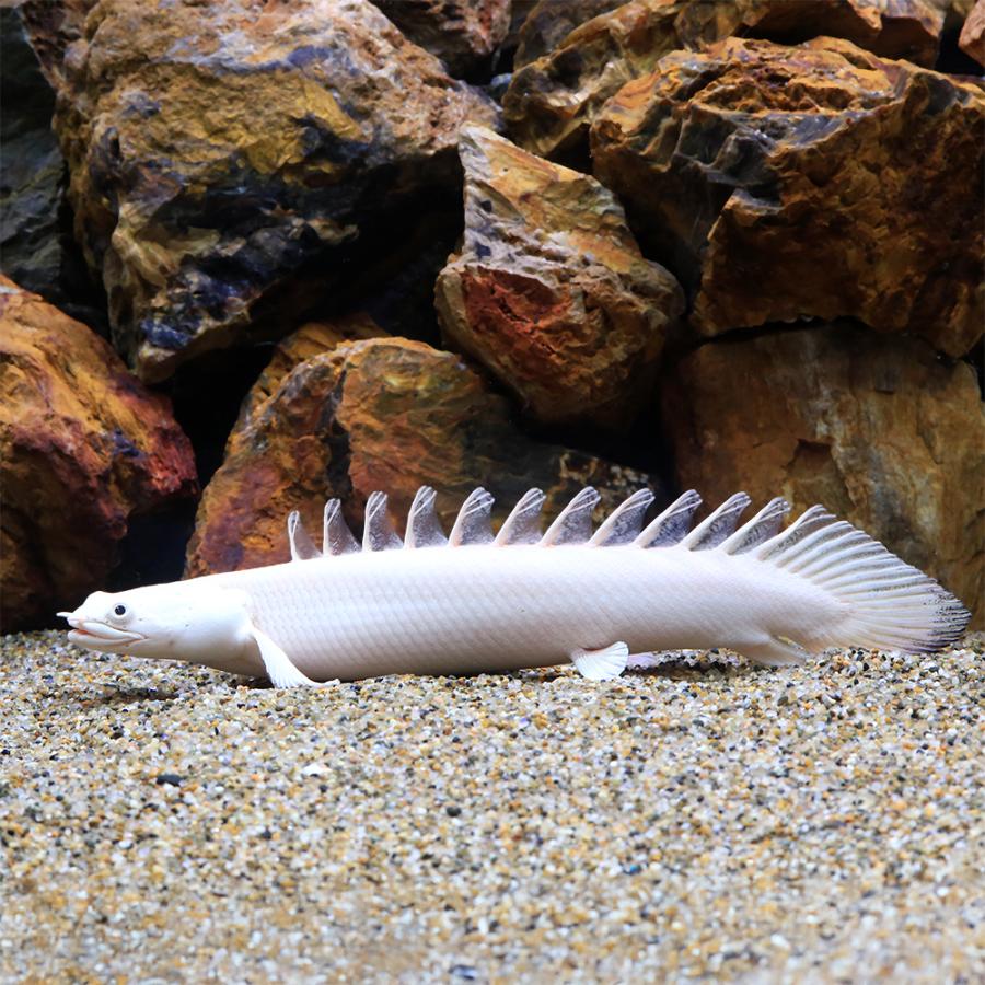 熱帯魚）一点物 ポリプテルス アンソルギー×ラプエン プラチナ （1匹 
