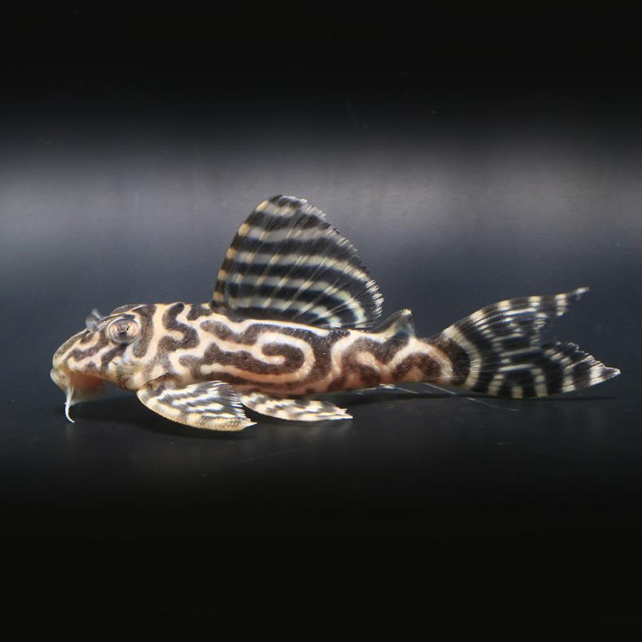 （熱帯魚）一点物　ニューメガクラウン・ペコルティア　Ｌ−２３６　約８〜９ｃｍ（ブリード）（１匹）北海道・九州航空便要保温
