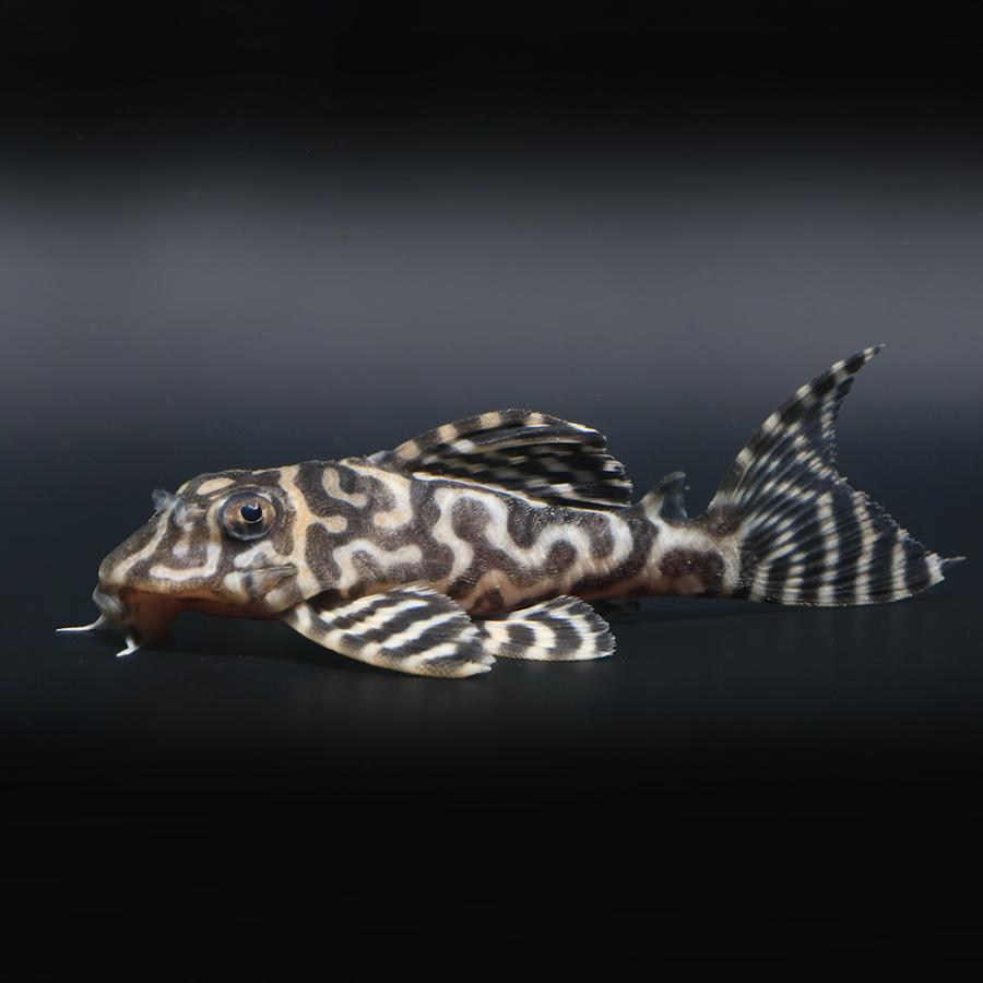 （熱帯魚）一点物　ニューメガクラウン・ペコルティア　Ｌ−２３６　約８〜９ｃｍ（ブリード）（１匹）北海道・九州航空便要保温