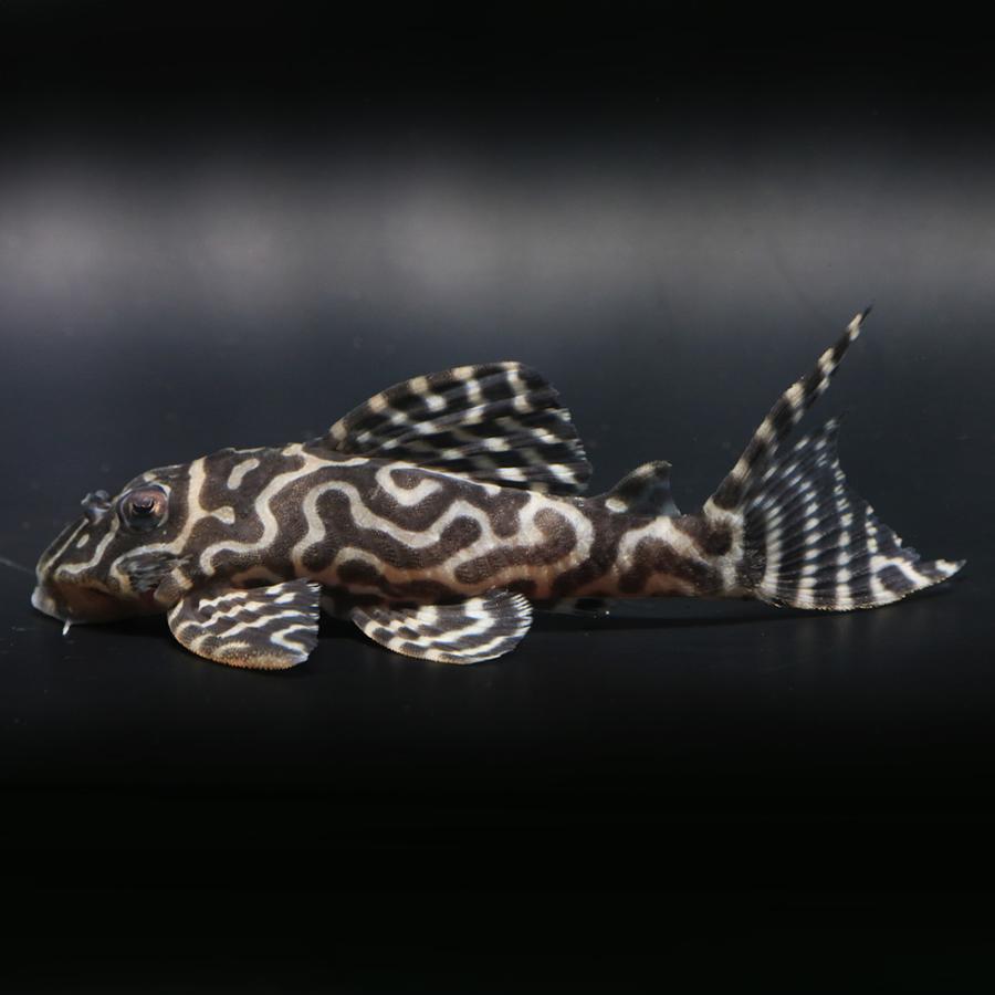 （熱帯魚）一点物　ニューメガクラウン・ペコルティア　Ｌ−２３６　約８〜９ｃｍ（ブリード）（１匹）北海道・九州航空便要保温