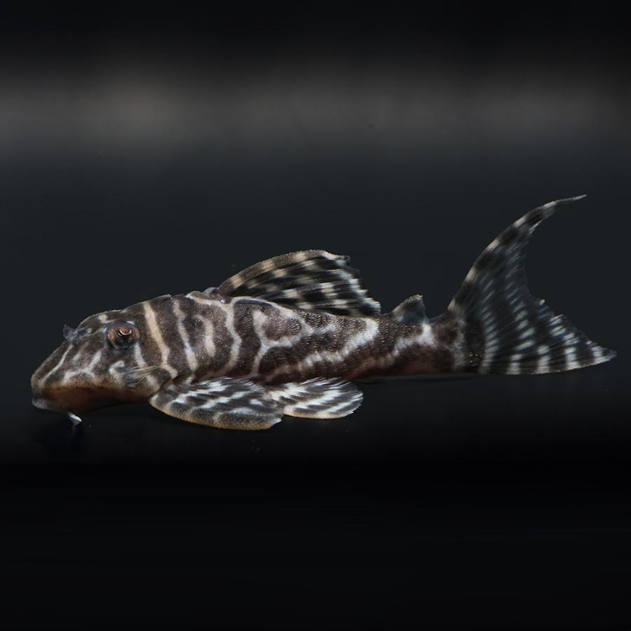 （熱帯魚）一点物　ニューメガクラウン・ペコルティア　Ｌ−２３６　約８〜９ｃｍ（ブリード）（１匹）北海道・九州航空便要保温