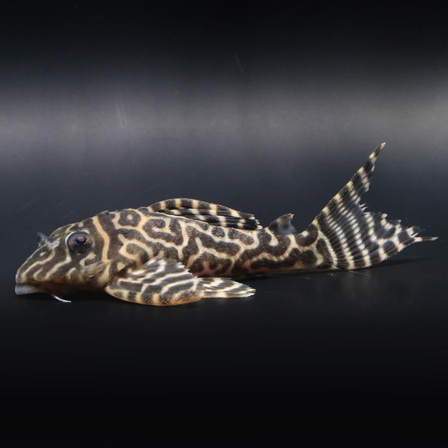 （熱帯魚）一点物　ニューメガクラウン・ペコルティア　Ｌ−２３６　約８〜９ｃｍ（ブリード）（１匹）北海道・九州航空便要保温_1