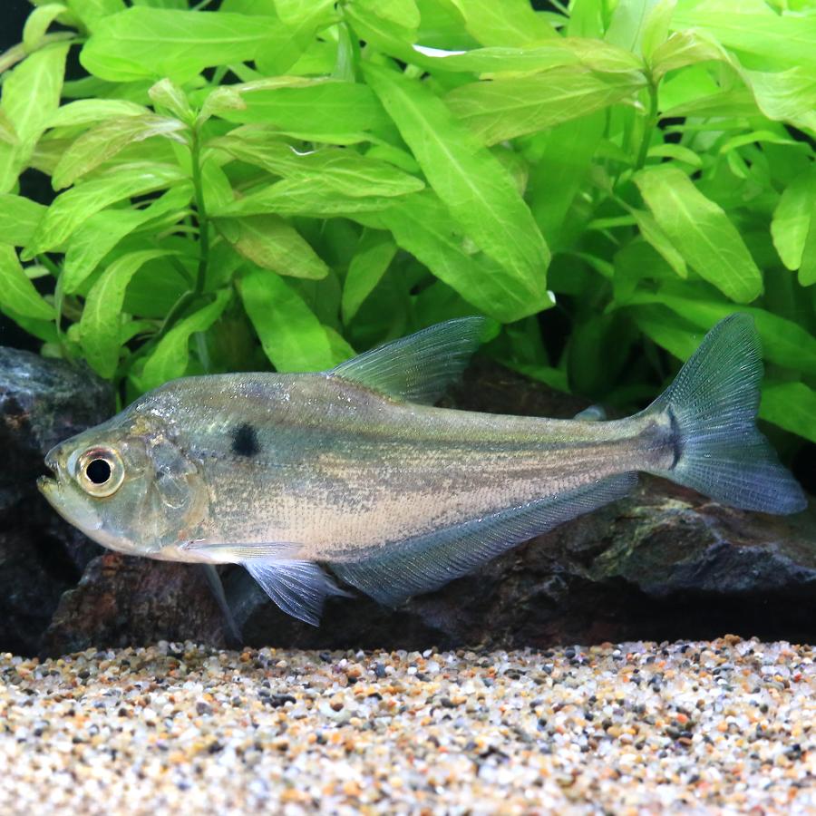 熱帯魚）カラックスsp．トカンチンス（1匹） 北海道・九州航空便要