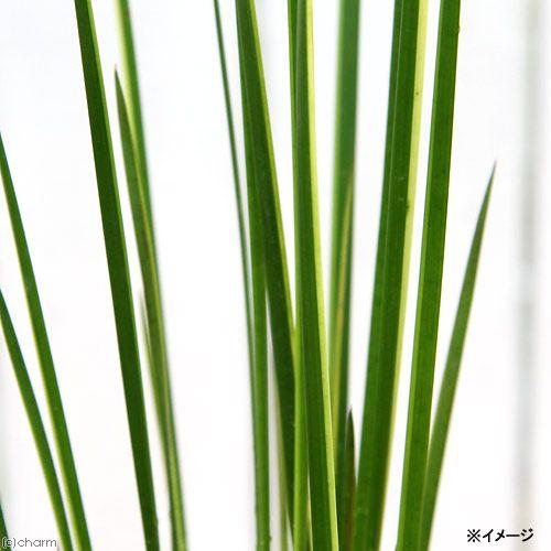 ビオトープ 水辺植物 斑入りネビキグサ アンペライ １ポット 湿生植物 休眠株 チャーム Charm Paypayモール店 通販 Paypayモール