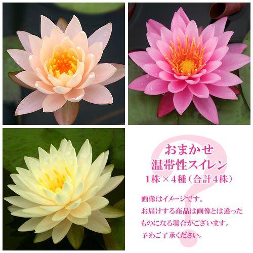 （ビオトープ）睡蓮　おまかせ温帯性品種睡蓮（スイレン）　色指定なし（１株）×４種（合計４株）（Yahoo!・チャーム charm ヤフー店）