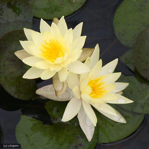 オドラータ スルフレア