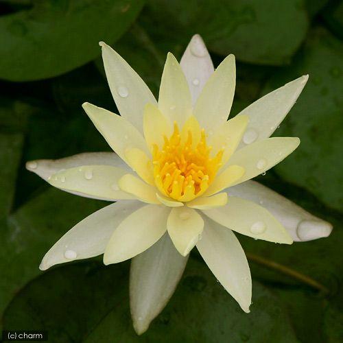 （ビオトープ）睡蓮　温帯性睡蓮（スイレン）（黄）　オドラータ　スルフレア　Ｏｄｏｒａｔａ　Ｓｕｌｐｈｕｒｅａ　（１ポット）（休眠状態） | チャーム（ペット） | 01